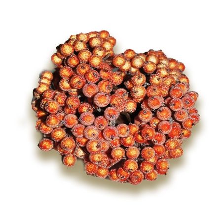 The product from foam orange Berries in the sugar, 400 berries in the pack.