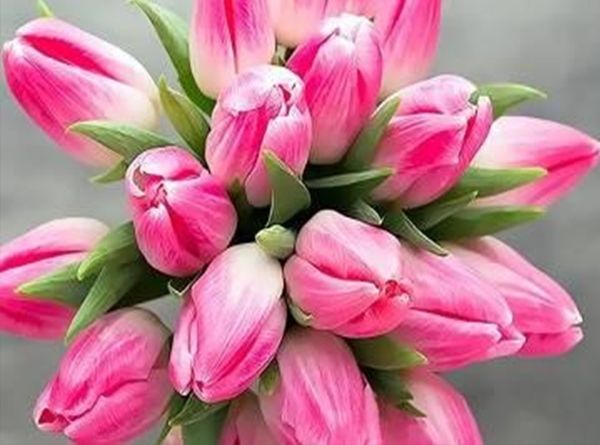 A set for creativity with rhinestones on a stretcher Pink tulips 20 * 30 cm