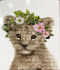 Set for creativity with rhinestones on cardboard 5D Lion 21 * 25cm