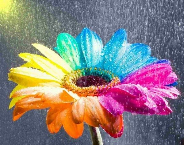 Colorful flower 20*30 cm. Set for creativity with rhinestones on a stretcher