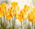 Yellow tulips, 40*50 cm. Set for creativity with rhinestones on canvas