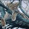 Embroidery kit Leopard 66*66