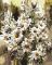 Chamomile. Serhiy Brandt, 30*40 cm. Set for creativity picture by numbers