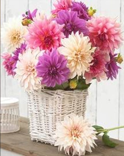 Набір зі стразами на підрамнику, з принт. рамою "Жоржини" 40*50 см (GA73018)
