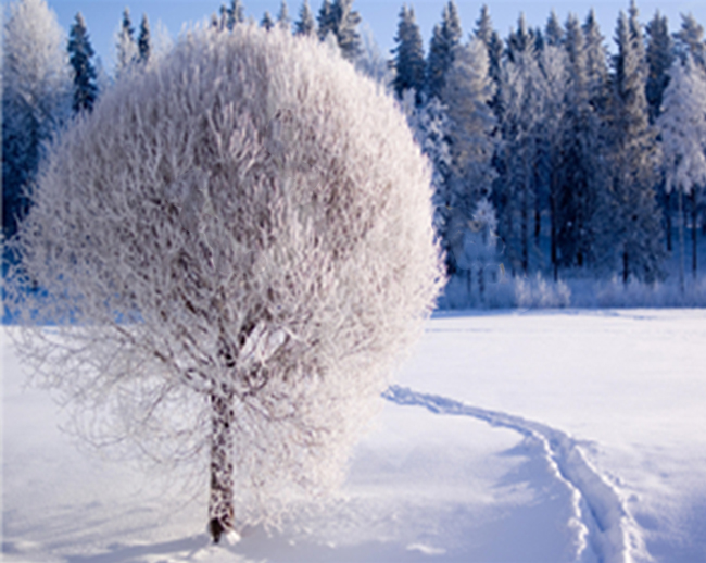 Ice tree, 30*40 cm. Set for creativity with rhinestones on a stretcher