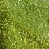 Beads 12 YK light green, shiny