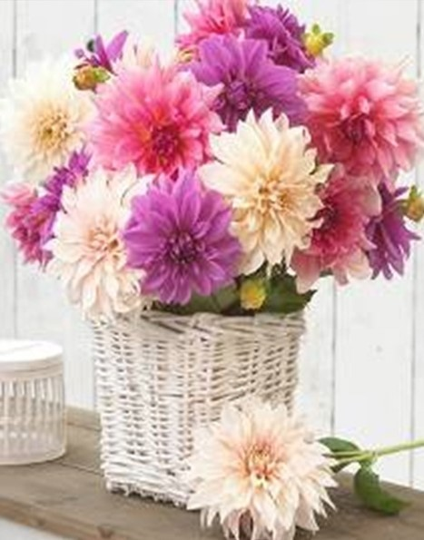 Dahlias, 40*50 cm. Set for creativity with rhinestones on a stretcher