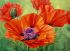 Set with rhinestones on a stretcher, with a print. frame, Poppies 40 * 50 cm