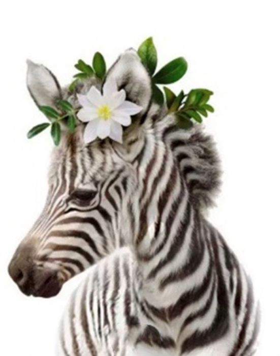 Set for creativity with rhinestones on cardboard 5D Zebra 21 * 25cm