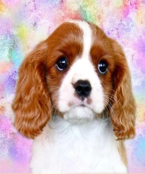 Set for creativity with rhinestones on cardboard 5D Pet portrait 21 * 25 cm