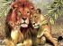 Majestic family 30 * 40 cm. A set for creativity with rhinestones on a stretcher