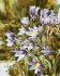 Sleep grass. Brandt 30*40cm. Dial for creativity painting by numbers