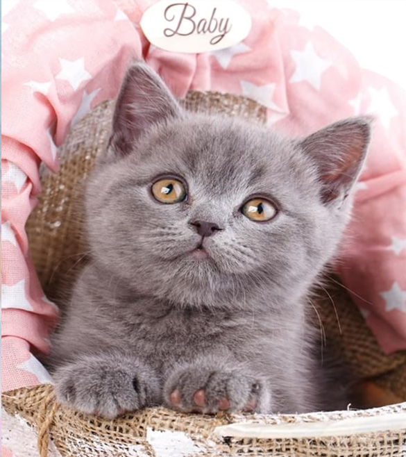 Набір зі стразами на підрамнику "Baby" 30*40 см (GM86845)