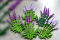 Decorative item made of felt Lavender, 11 cm, 12 pcs/pack