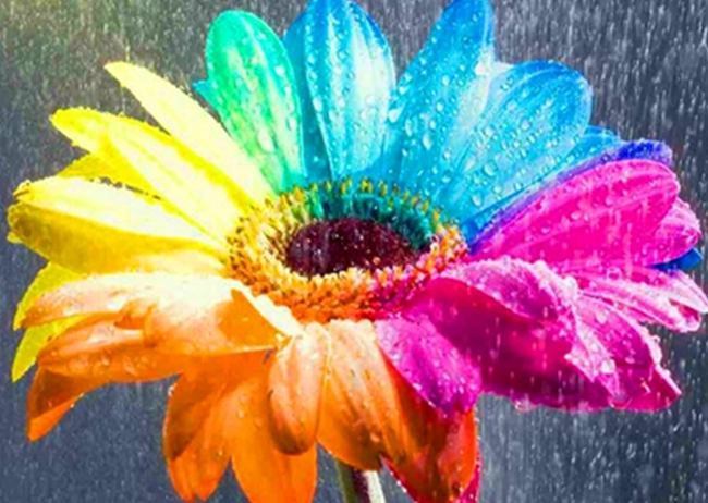 Colorful flower. Set with rhinestones on a stretcher, 30*40 cm