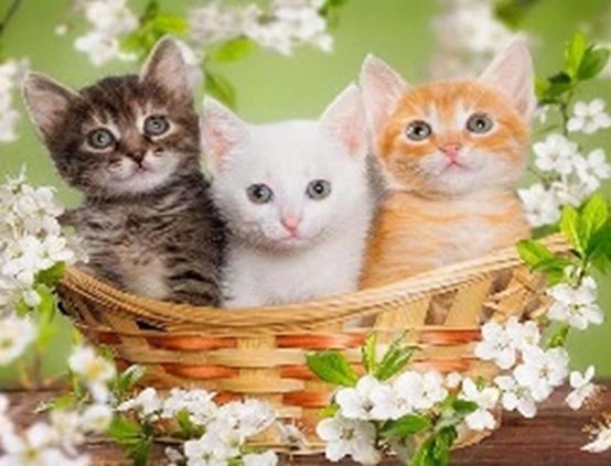 Set for creativity with rhinestones on cardboard 5D Three kittens 21 * 25 cm