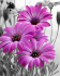 Gerberas, 40*50cm. Set with rhinestones (canvas+holder)